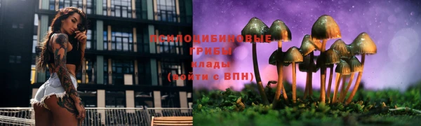 хмурый Аркадак